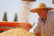 (240525) -- BEIJING, May 25, 2024 (Xinhua) -- A villager loads harvested wheat in Shannantou Village of Tancheng County, Linyi City, east China