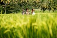 (240526) -- YOGYAKARTA, May 26, 2024 (Xinhua) -- People enjoy leisure time at Pronosutan paddy field in Kulon Progo regency, Yogyakarta, Indonesia, May 26, 2024. (Photo by Agung Supriyanto/Xinhua