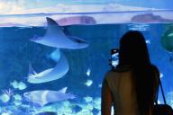 (240527) -- BANGKOK, May 27, 2024 (Xinhua) -- A visitor looks at stingrays in Bangkok Sea Life Ocean World aquarium in Bangkok, Thailand, May 27, 2024. (Xinhua/Rachen Sageamsak