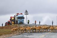 (240528) -- XINING, May 28, 2024 (Xinhua) -- Tibetan antelopes migrate in Wudaoliang area in Hoh Xil, northwest China