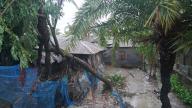 (240528) -- DHAKA, May 28, 2024 (Xinhua) -- This photo taken on May 27, 2024 shows a tree uprooted by cyclone in Satkhira, Bangladesh. At least 10 people were killed as Cyclone Remal slammed Bangladesh