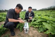 (240601) -- SHENYANG, June 1, 2024 (Xinhua) -- Lyu Linyou (R) checks the growth of plants with a staff member at the Zhanggutai base of the sand control and utilization research institute of the Liaoning Academy of Agricultural Sciences in Zhangwu County, northeast China