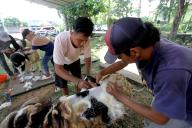 (240601) -- SUKOHARJO, June 1, 2024 (Xinhua) -- Workers shear sheep before delivering them to costumers in Sukoharjo regency, Central Java, Indonesia, June 1, 2024, ahead of Eid al-Adha. (Photo by Bram Selo/Xinhua