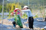 (240602) -- FUZHOU, June 2, 2024 (Xinhua) -- Wang Xiuzhen (R), head of Fujian Youxuan Agricultural Development, instructs a farmer to transplant passion fruit seedlings in Wuping County, Longyan, east China