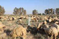 (240602) -- SALAHUDIN, June 2, 2024 (Xinhua) -- Hathal Sabbar grazes a flock of sheep in Salahudin Province, Iraq, on May 27, 2024. TO GO WITH "Feature: Traumatized Iraqi children struggle to overcome hardships after years of violence" (Xinhua/Khalil Dawood