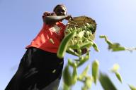(240603) -- DONGOLA, June 3, 2024 (Xinhua) -- A farmer unloads newly harvested Okra pods in Tomnar village of Dongola city in Sudan