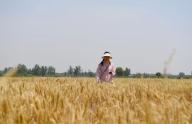(240603) -- ZHENGZHOU, June 3, 2024 (Xinhua) -- Du Mengyuan measures a wheat field in Quxing Township in Kaifeng City, central China