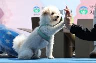 High five! A pet dog participating in a dog contest shows off its skills during a spring festival at a public park in Seoul on April 27, 2024. (Yonhap)\/2024-04-27 16:30:36\/ < 1980-2024 YONHAPNEWS AGENCY.