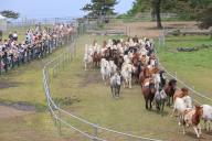 Horses indigenous to Jeju Island Jeju horses, designated as a natural monument, are released into a pasture in the city of Jeju on South Korea\'s southern resort island of the same name on April 28, 2024, after spending the winter in sheds. (Yonhap)\/2024-04-28 13:54:55\/ < 1980-2024 YONHAPNEWS AGENCY.