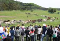 Horses indigenous to Jeju Island Jeju horses, designated as a natural monument, are released into a pasture in the city of Jeju on South Korea\'s southern resort island of the same name on April 28, 2024, after spending the winter in sheds. (Yonhap)\/2024-04-28 13:56:35\/ < 1980-2024 YONHAPNEWS AGENCY.