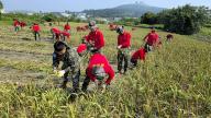 Garlic harvesting Soldiers from Maine Corps\' 9th Brigadier harvest garlic in a field on South Korea\'s southern Jeju island on May 7, 2024, assisting farmers amid labor shortages. (Yonhap)\/2024-05-07 15:12:54\/ < 1980-2024 YONHAPNEWS AGENCY.