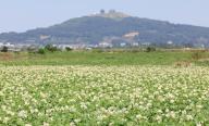 Potato flowers Potato flowers bloom in a field on South Korea\'s southern Jeju Island on May 9, 2024. (Yonhap)\/2024-05-09 16:07:04\/ < 1980-2024 YONHAPNEWS AGENCY.